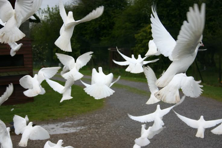 Key Spiritual Meanings of the White Dove